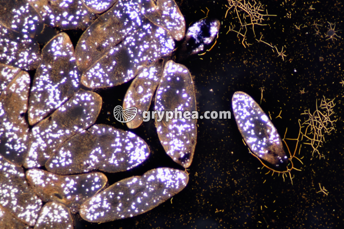 Paramécies colorées Encre de Chine x40 - gryphea.org